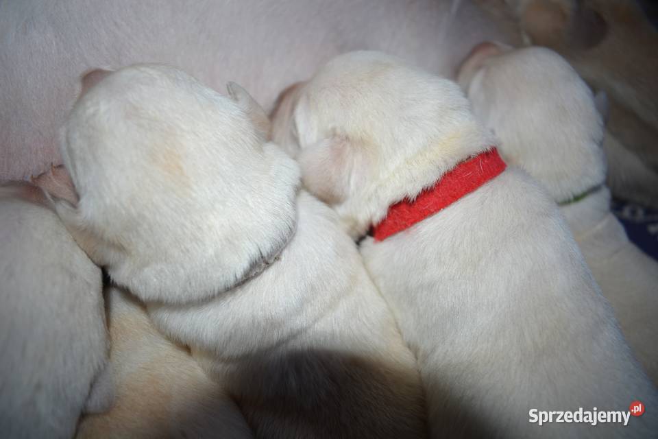 Elitarne zdrowe cudowne Labradory ZKwPFCI śląskie