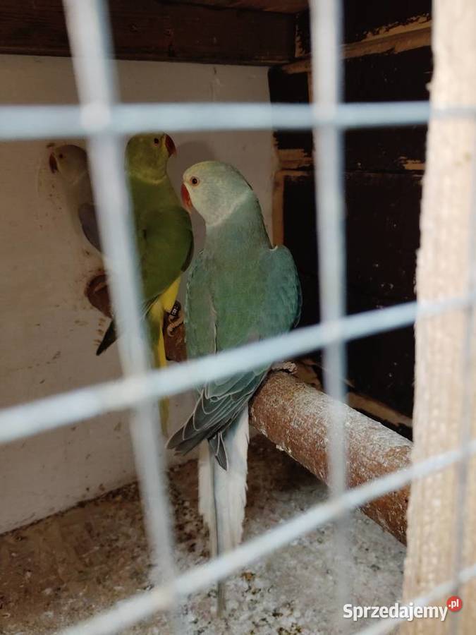 Aleksandrety obrożne go śląskie Pszów sprzedam