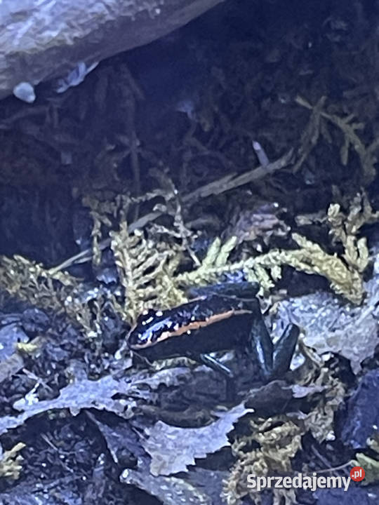 Phyllobates Vittatus Warszawa