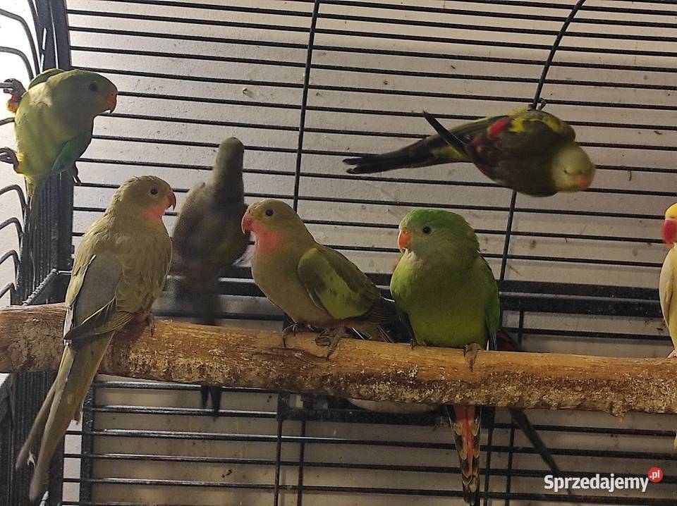Papugi barabandy mazowieckie sprzedam