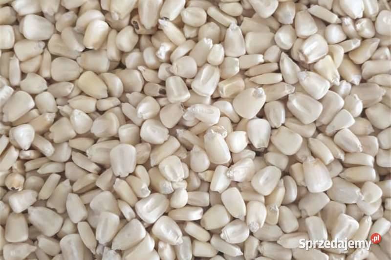 Kukurydza żółta i biała