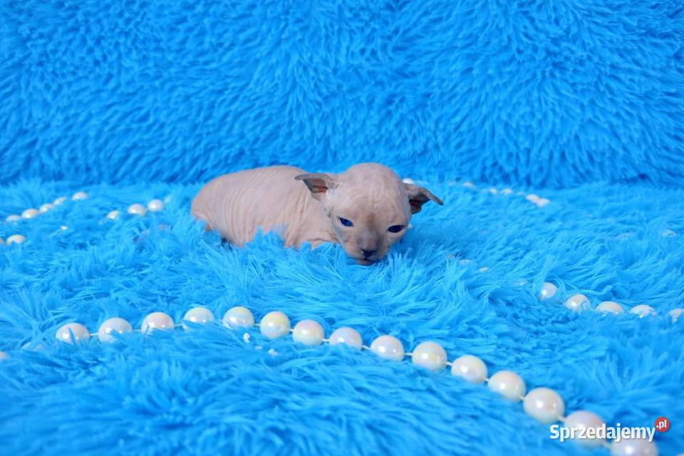 Sfinks kanadyjsky Grodzisk Mazowiecki