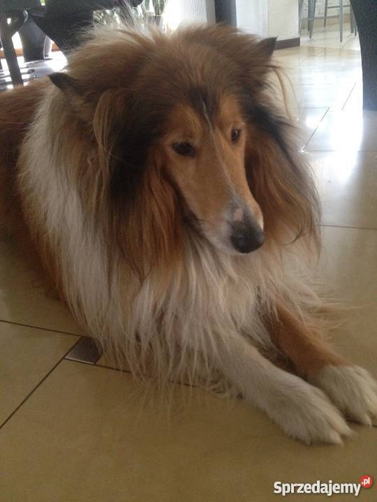 Szczenięta Owczarek Szkocki Collie