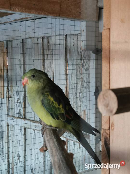 Sprzedam zamienię Maryszewice sprzedam