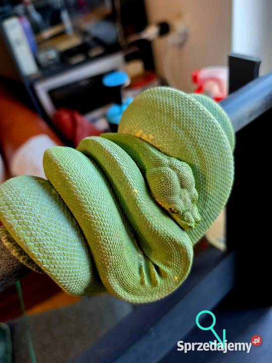 Pyton zielony Morelia Viridis Cyklop Nieborów sprzedam