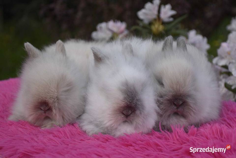 Króliki karzełki niderlandzkie teddy karzełek Króliki kujawsko-pomorskie Lipno