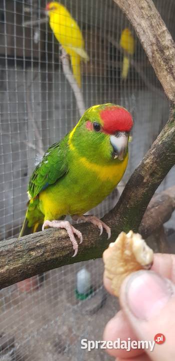 papugi modrolotki kozie wielkopolskie Miłaczewek