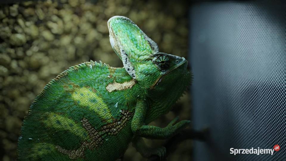 Kameleon Jemeński samiec Terrarium Zestaw Przedborów