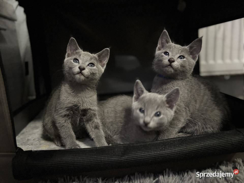 Kocurek Rosyjski Niebieski Zwierzęta Jaczów