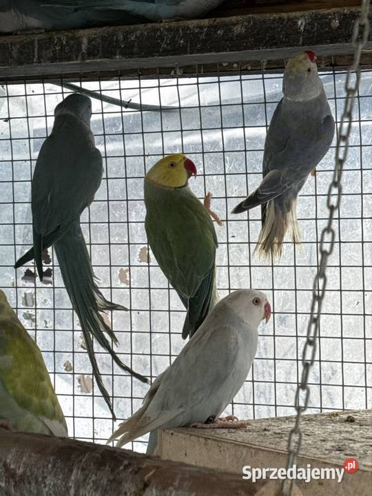 Aleksandretty obrożne Ptaki Trzebnica