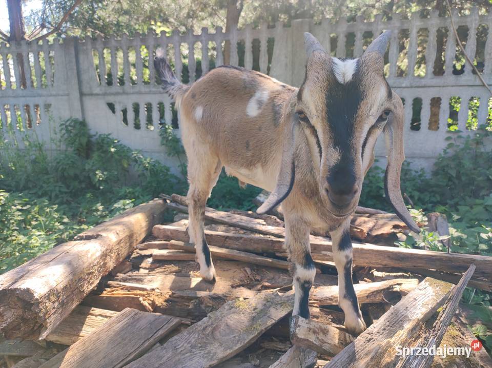 Kozy anglonubijskie Pozostałe Krosnowa