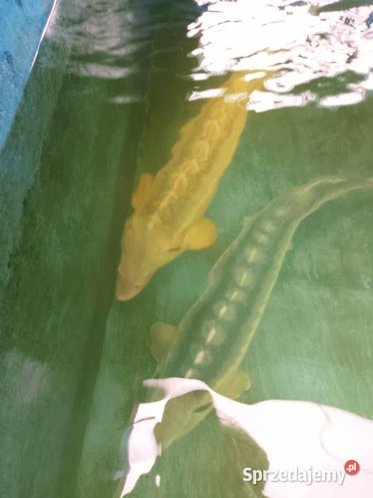 Jesiotr ROYAL GOLD - ok 100 cm Gwiazda oczka złote łuski, piękny okaz