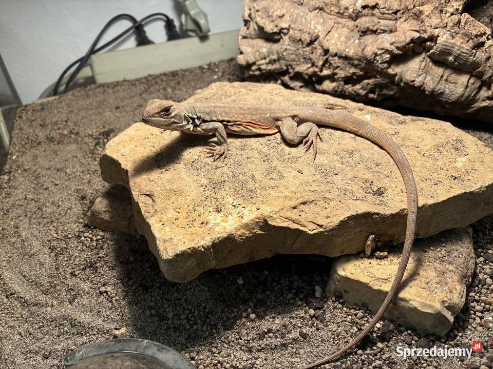 Agama Motylowa Gady i płazy Opole