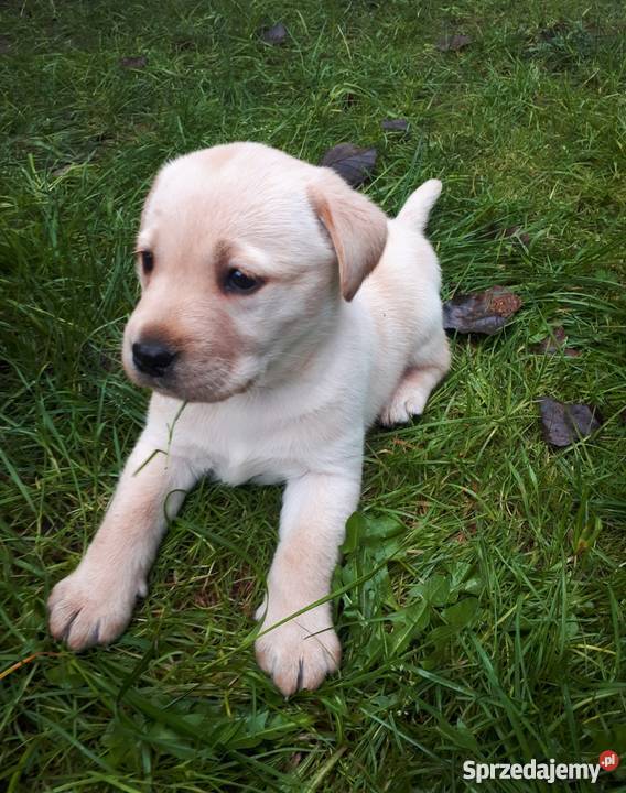 Labrador śliczne szczeniaki 2miesięczne gotowe Zabierzów