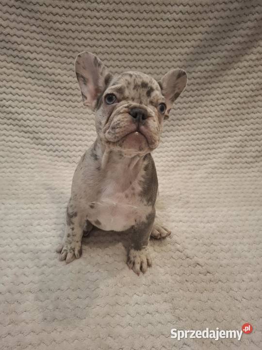Buldog francuski lilac blue merle sunia Wronki sprzedam