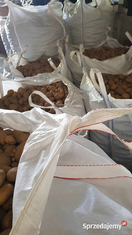 Ziemniaki jadalne Denar 10 ton dolnośląskie Radwanice
