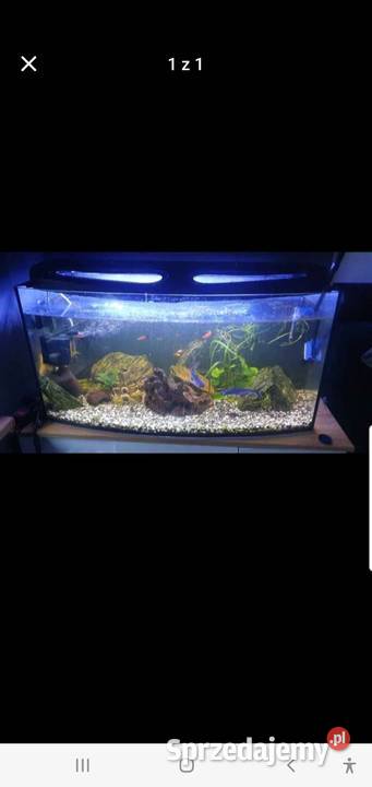 Akwarium 200l i 60l łódzkie Kiernozia