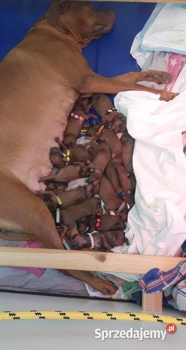 Miot RA 14 Szczeniąt Rhodesian Ridgeback szuka Kraków