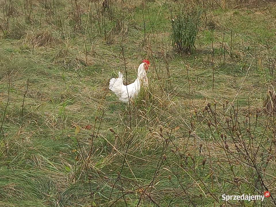 Sprzedam kury nioski sendy mazowieckie Józefów sprzedam