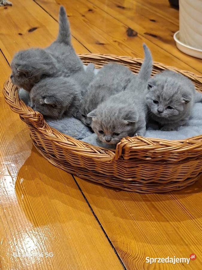 Kotka Brytyjska niebieska krótkowłosa Świebodzin