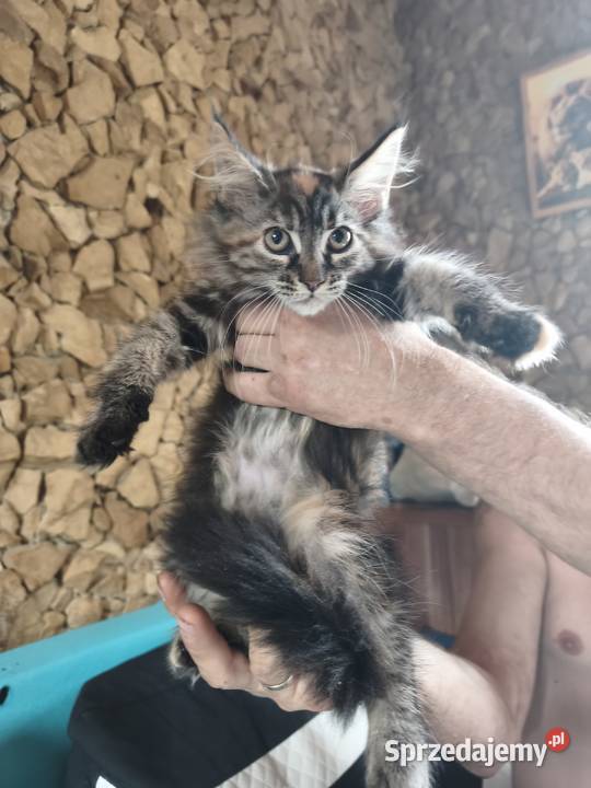 Śliczne kotki rasy Maine coon z rodowodem Prawęcin sprzedam