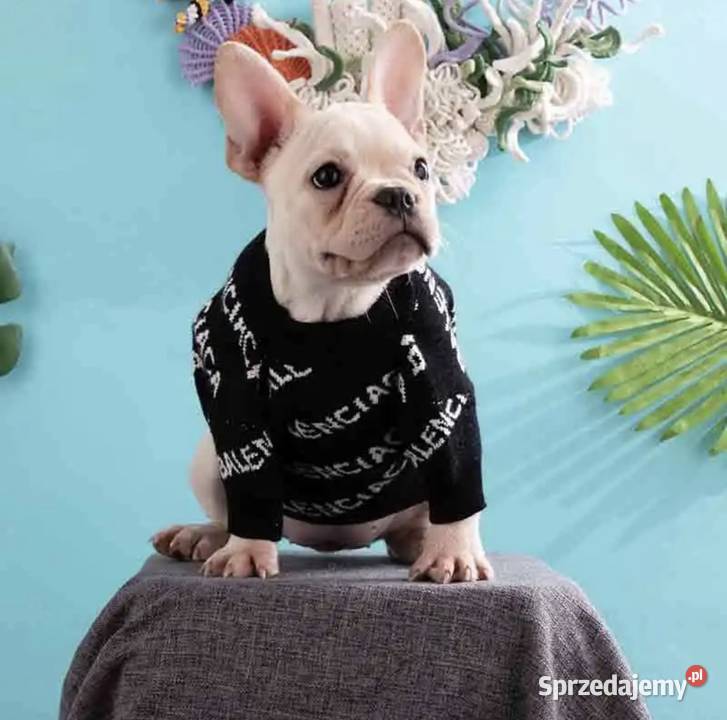 Nowy sweterek ubranko psa Balenciaga XS2XL Warszawa