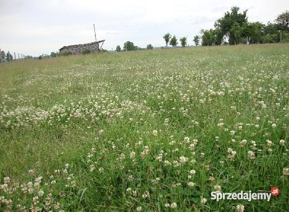 SIANOKISZONKA SIANO KISZONKA BELE BALOTY SIATKA Drezdenko