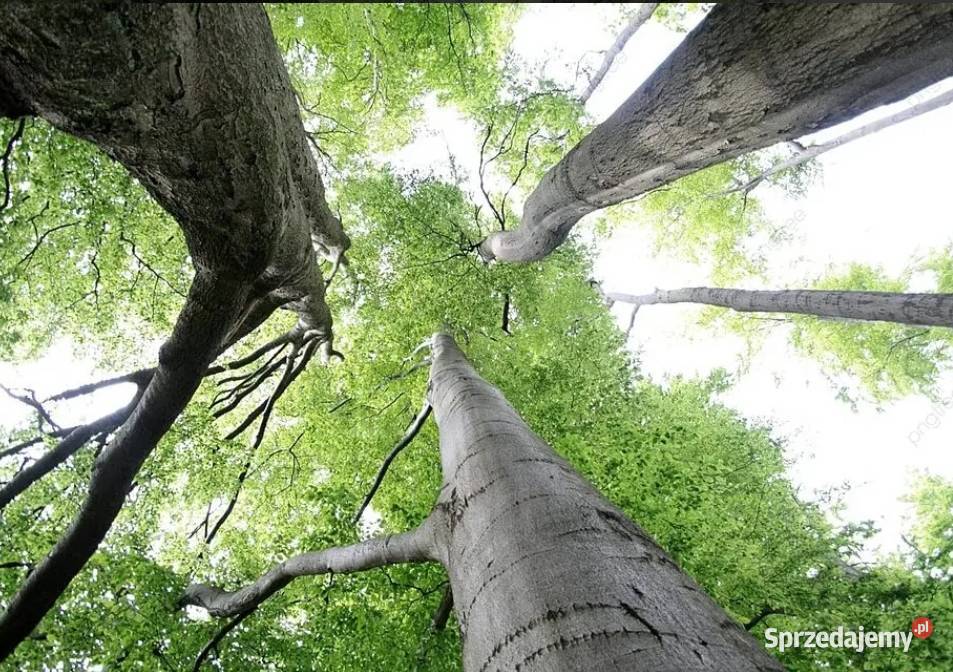 Las bukowy 100 letni Pilica