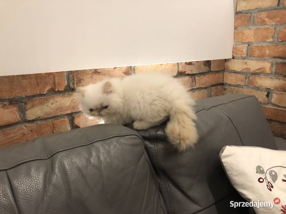 Koty perskie persy Pers Kędzierzyn-Koźle