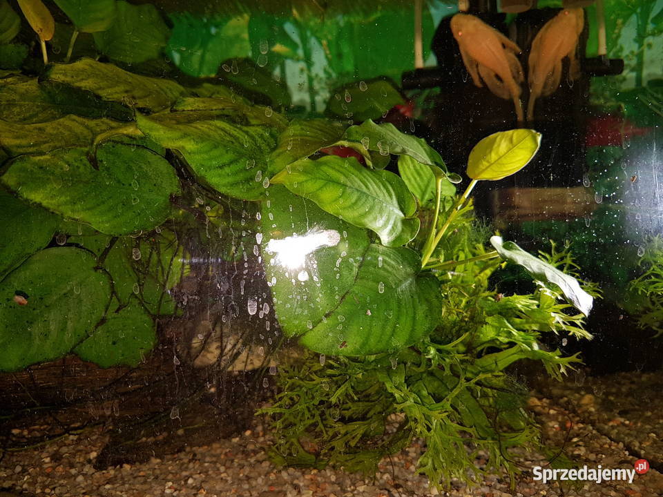 Anubias roślina akwariowa Mielec sprzedam