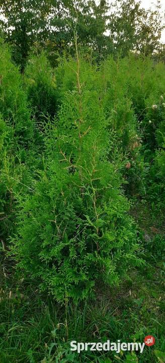 Thuja Szmaragd 80250 Tuja Szmaragd Tuja Brabant Olszana sprzedam