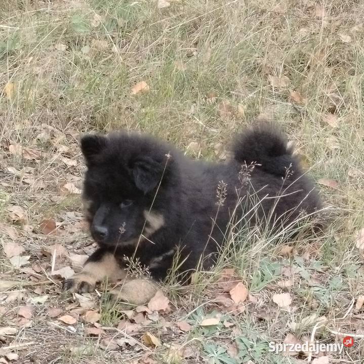 Eurasier szczenie piesek mazowieckie Puszcza Mariańska