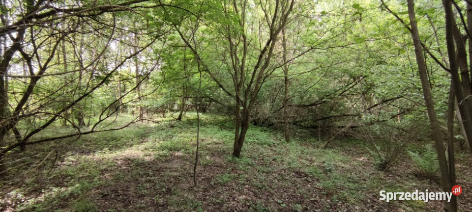 Działka 3307m2RudunkiStępowizna łódzkie Zgierz