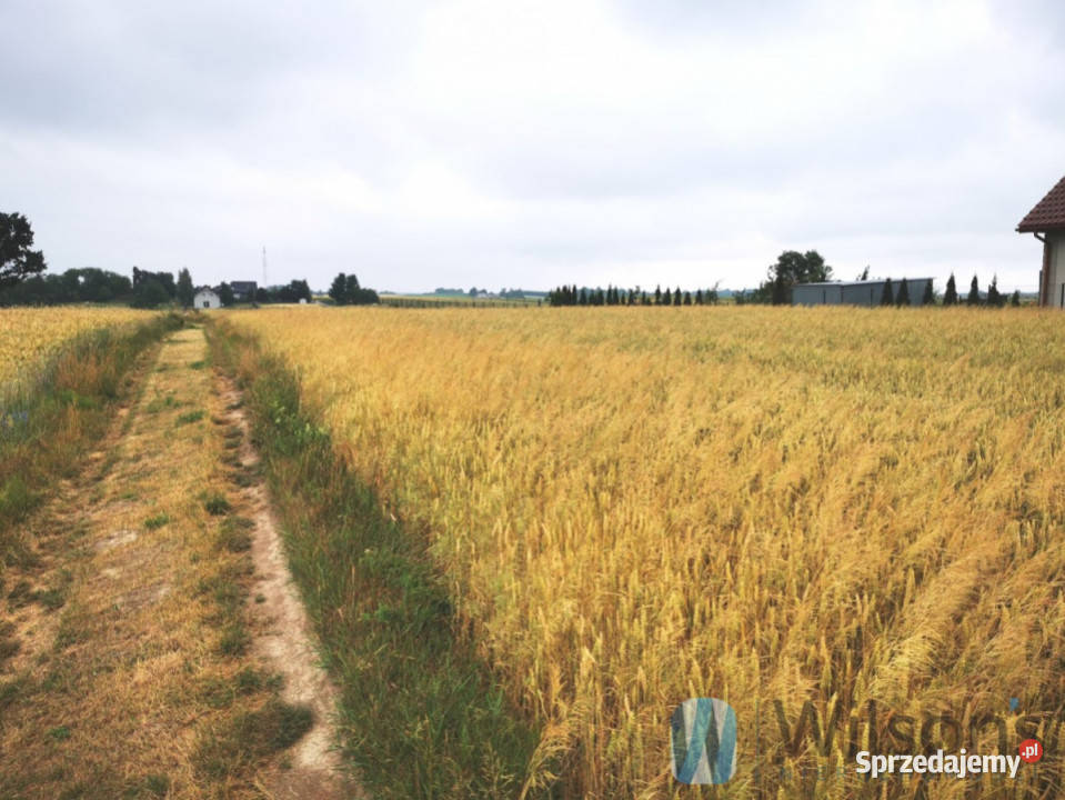 sprzedaży gruntu 6200 metrów JózefówPociecha 124m Józefów-Pociecha