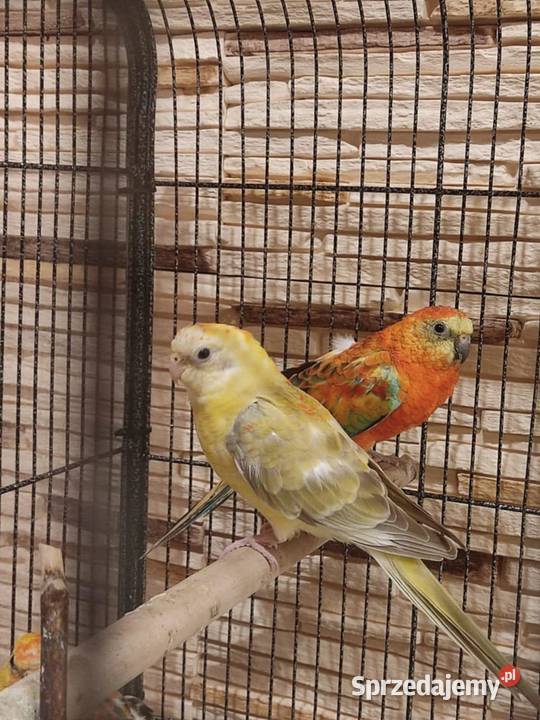 papugi świergotki papuga świergotka na sprzedaż