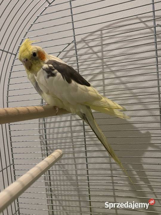 2 Nimfy z klatką Rzeszów sprzedam