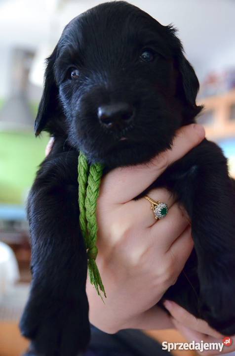Piękne szczenięta Flat Coated Retriever FCI dolnośląskie Wrocław