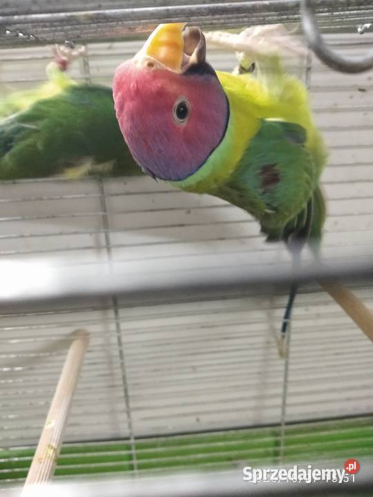 Aleksandertta sliwo glowa Rybnik sprzedam