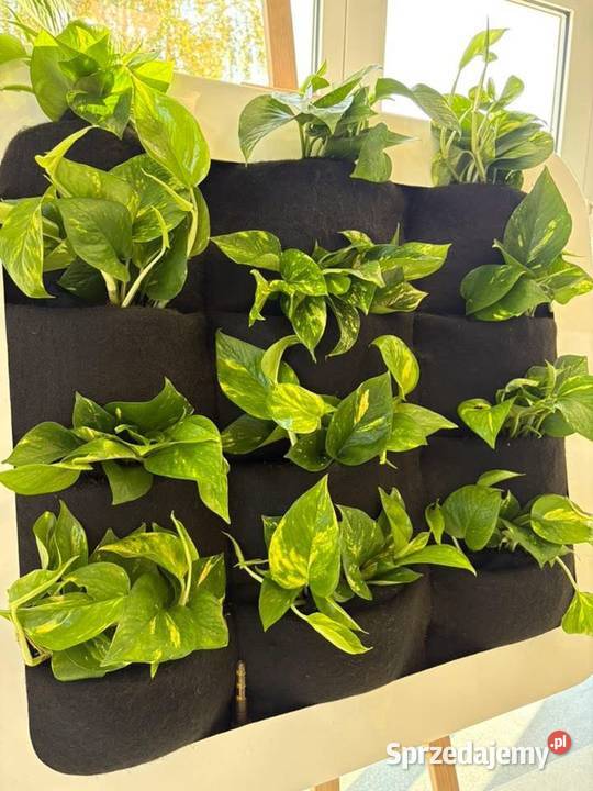 Wertykalny ogród 85x65 na ścianę mazowieckie Warszawa sprzedam