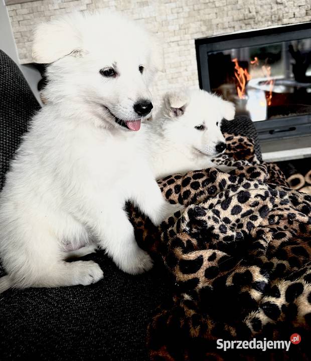 Biały Owczarek Szwajcarski Nowe Prażuchy