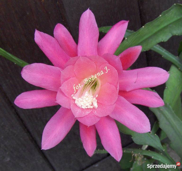 Epiphyllum NEON RARYTAS EpifilumKaktus Gdańsk sprzedam
