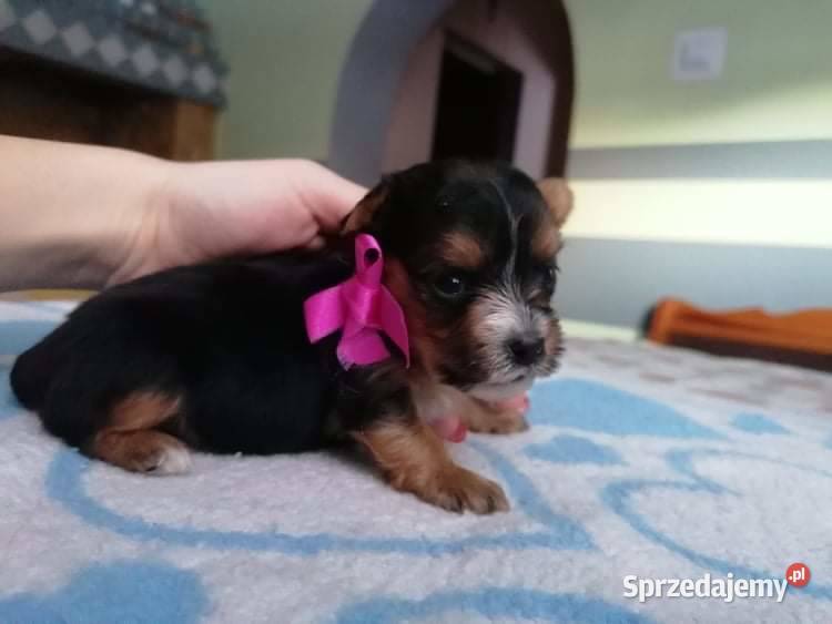 York shire terrier biewer carrier szczenięta Chorzów sprzedam