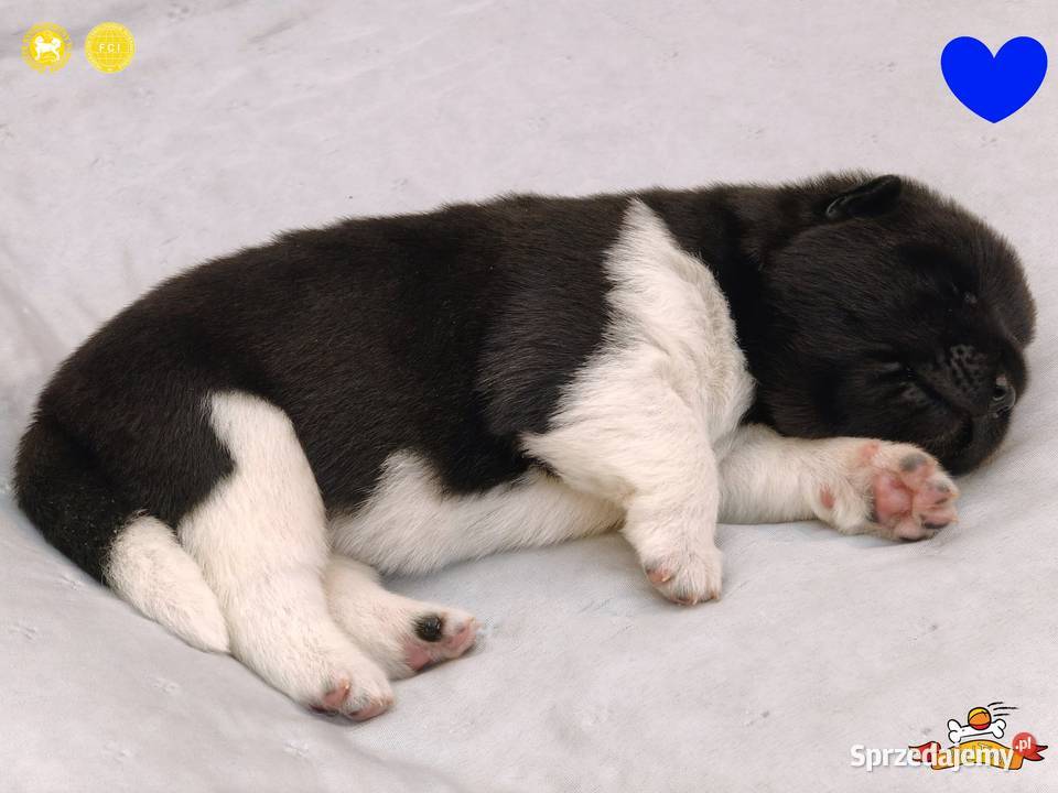 Szczenięta AKITA AMERYKAŃSKA sunia i samiec Akita łódzkie Poddębice