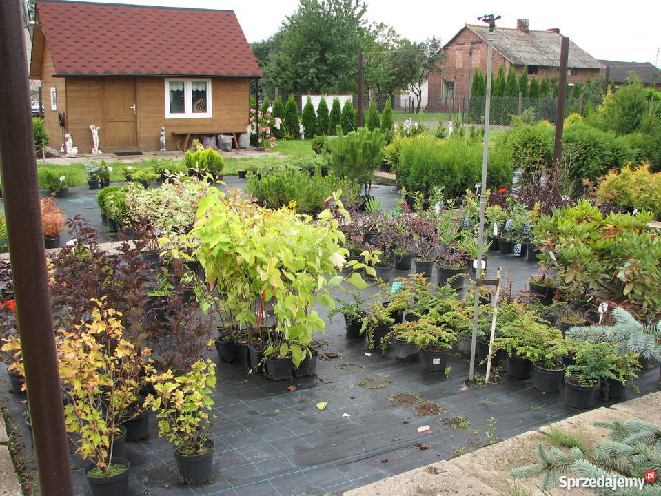 Thuja Smaragd 90100 PRODUCENT Rydzyny sprzedam