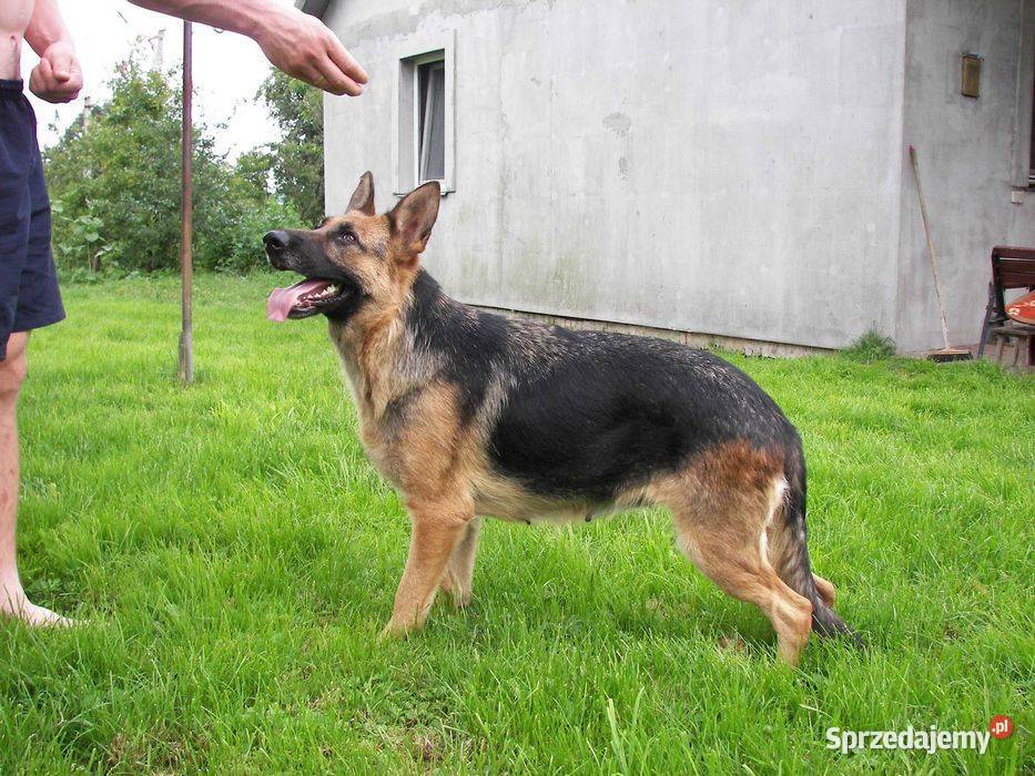 Szkolenie PSÓW hodowla i Hotel psów