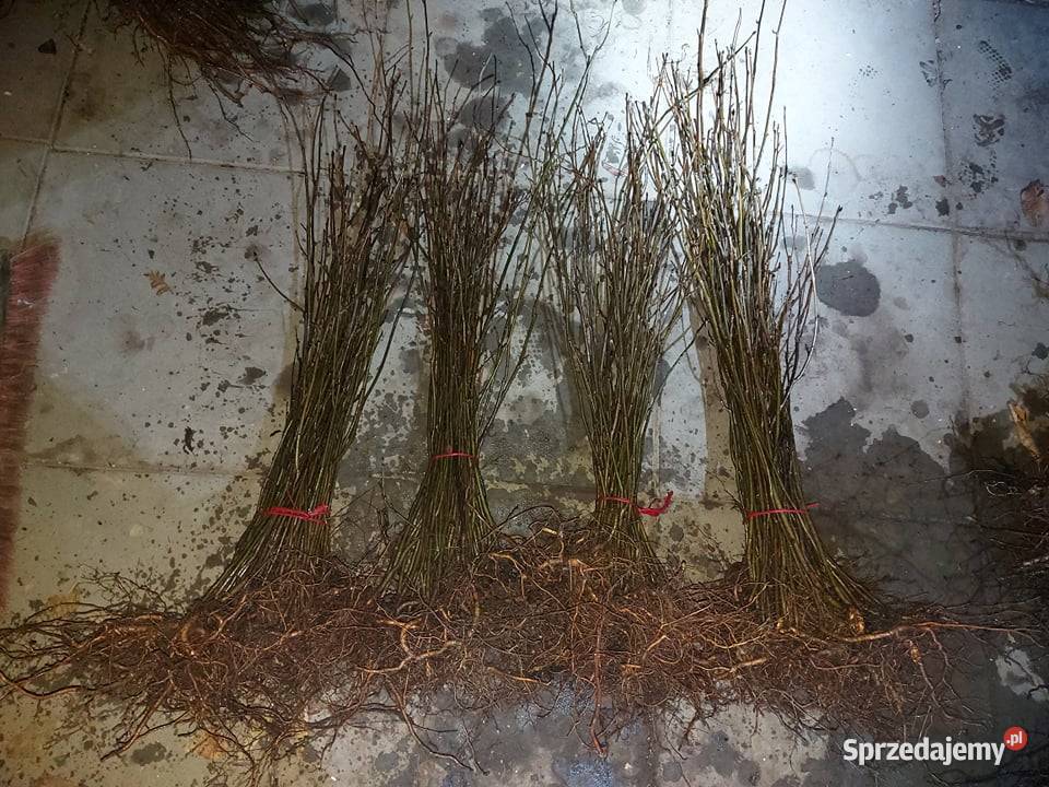 Jarzębina Sadzonki Jasło sprzedam