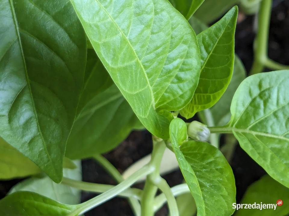 Kwiat Ślaz Różowykwiaty Nasiona kolekcjonerskie Kraków