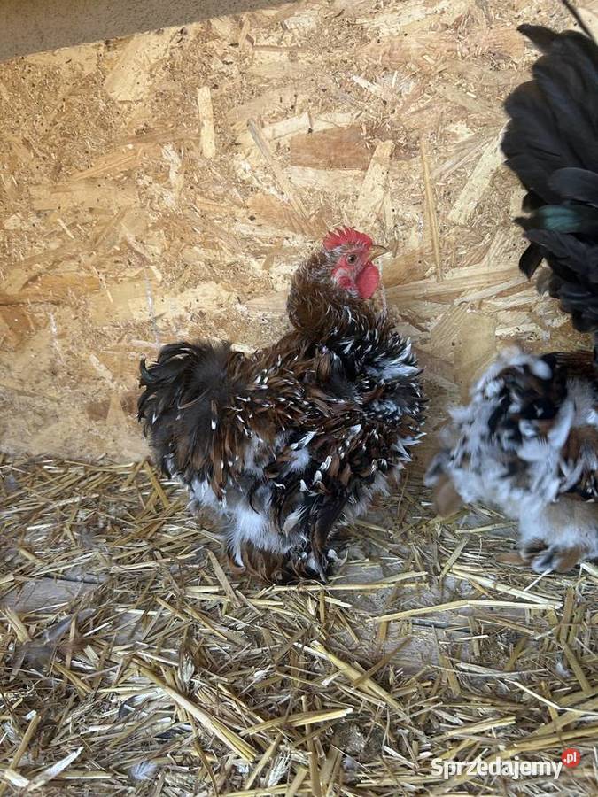 Koguty kochin karzeł