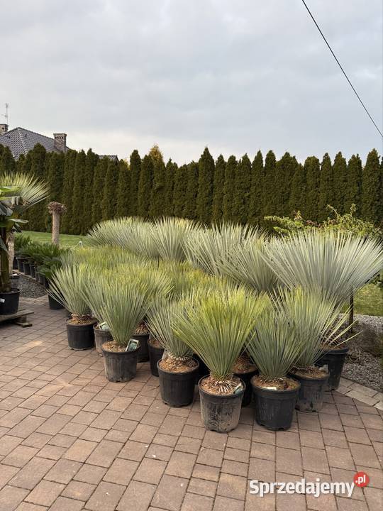 Yucca Rostrata juka Rostrata mrozoodporna do śląskie Dudki