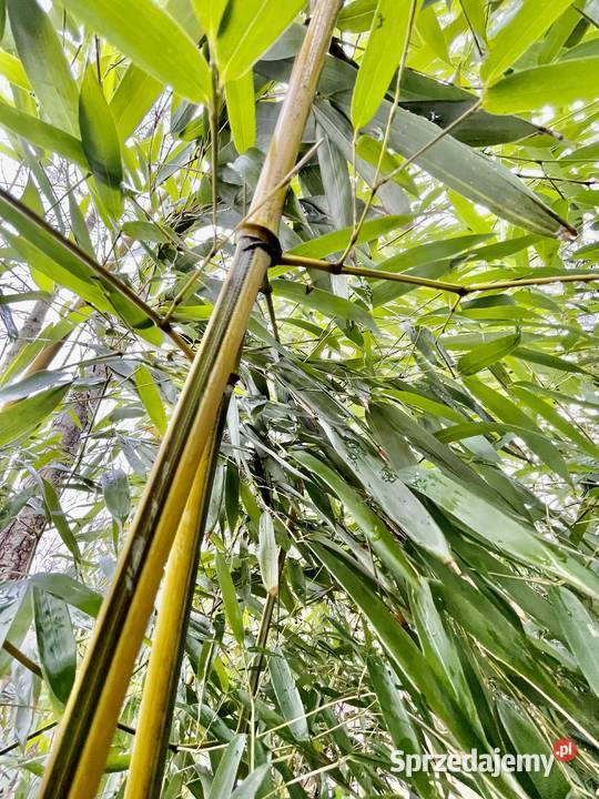 Bambus Phyllostachys Aureosulcata f Spectabilis Szczyglice